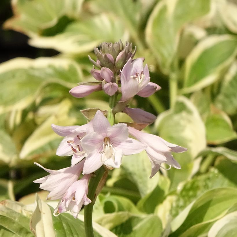 Hosta Wide Brim - Garten-Funkie (Flowering)
