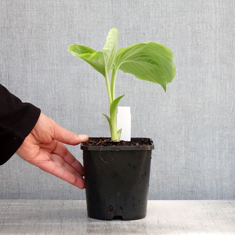 Exemplar von Hosta Wu-La-La - Garten-Funkie Topf mit 1,5L/2L wie im Frühjahr geliefert