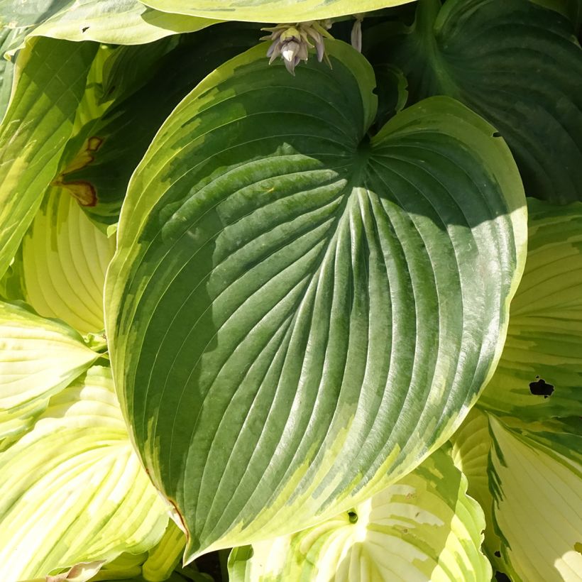 Hosta Wu-La-La - Garten-Funkie (Laub)