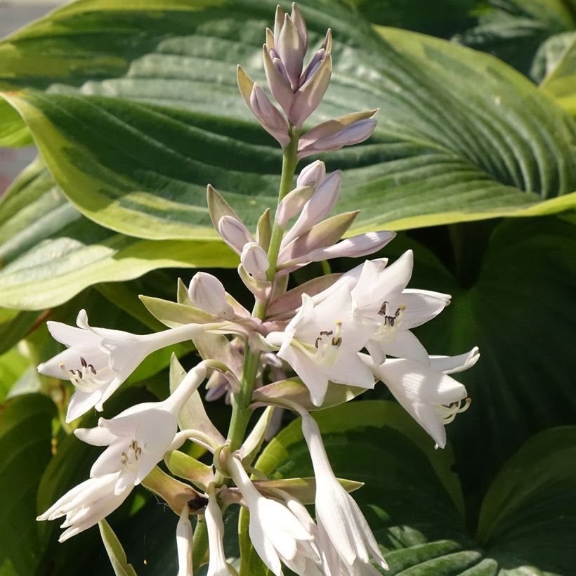 Hosta Wu-La-La - Garten-Funkie (Blüte)