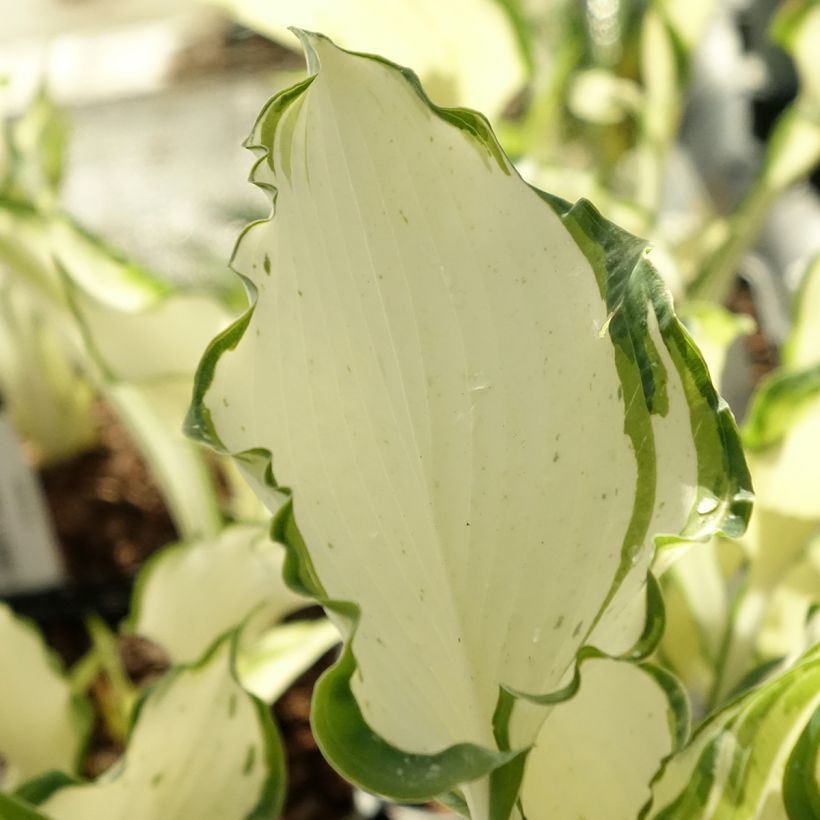 Hosta Zeus - Garten-Funkie (Laub)
