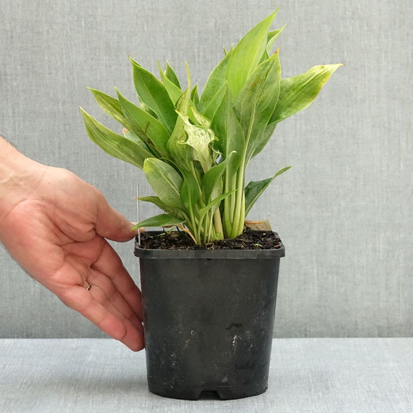 Exemplar von Hosta Zeus - Garten-Funkie Topf mit 1,5L/2L wie im Sommer geliefert