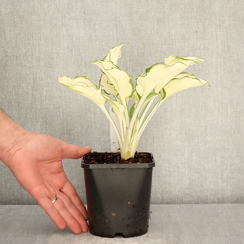 Exemplar von Hosta Zeus - Garten-Funkie Topf mit 1,5L/2L wie im Frühjahr geliefert