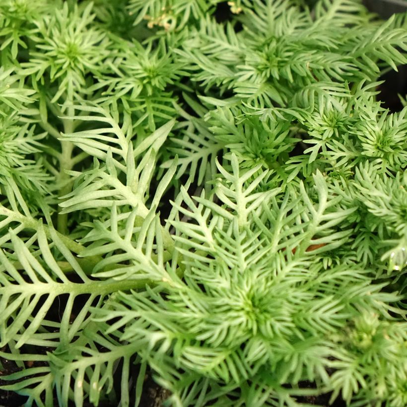 Hottonia palustris - Wasserfeder (Laub)