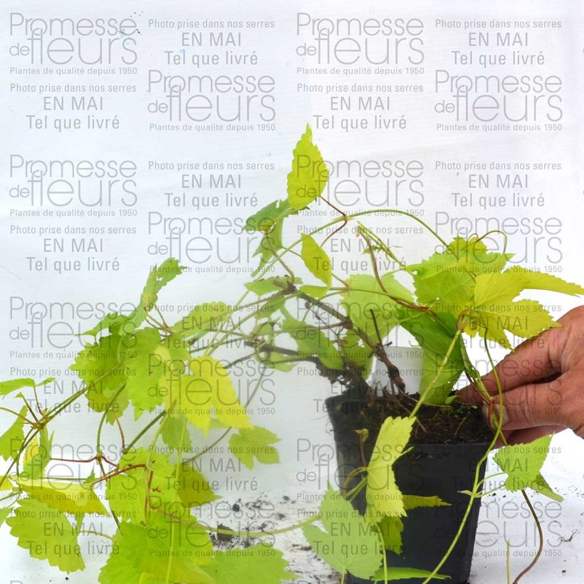 Beispiel eines Exemplars von Humulus lupulus Aureus - Hopfen Kleine Töpfe von 8/9 cm wie geliefert