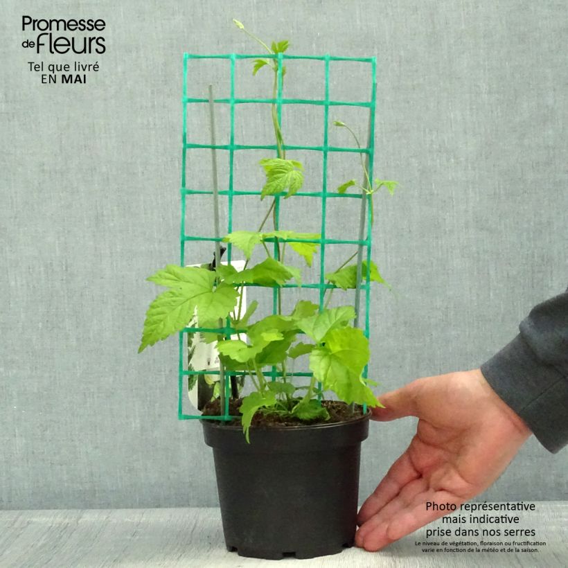 Example of Humulus lupulus HOPS - Hopfen Topf mit 1,5L/2L as you get in printemps