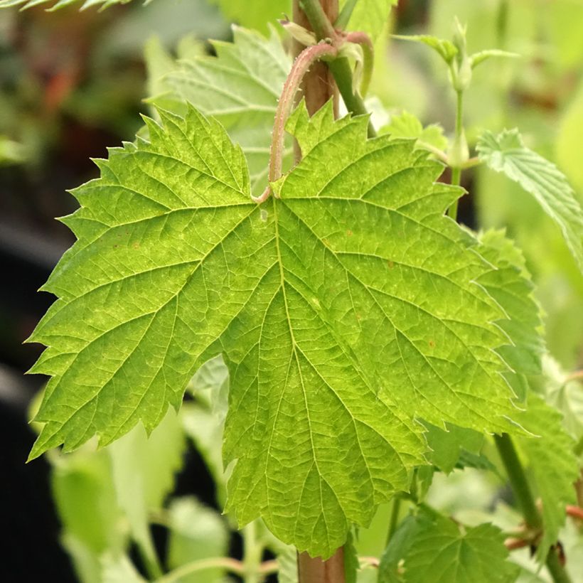 Humulus lupulus Hallertauer Tradition - Hopfen (Foliage)