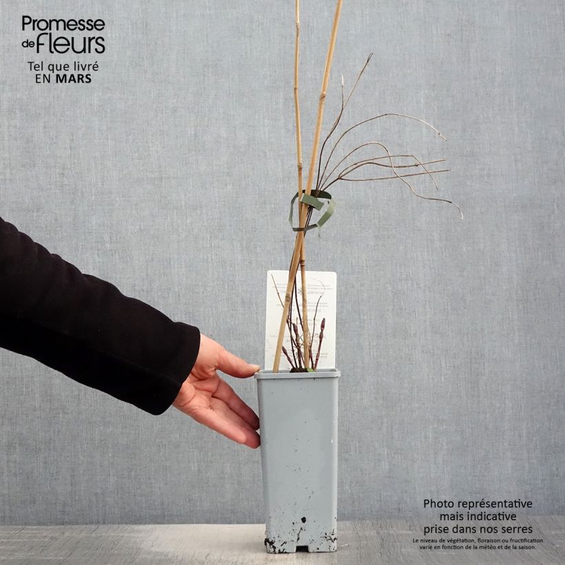 Example of Humulus lupulus Hallertauer Tradition - Hopfen Topf mit 1,5L/2L as you get in printemps