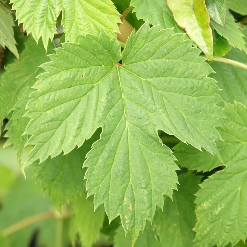 Humulus lupulus Hersbrucker - Hopfen (Laub)