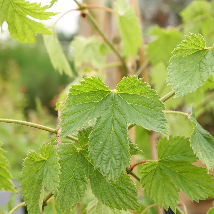 Humulus lupulus Pure - Hopfen (Foliage)