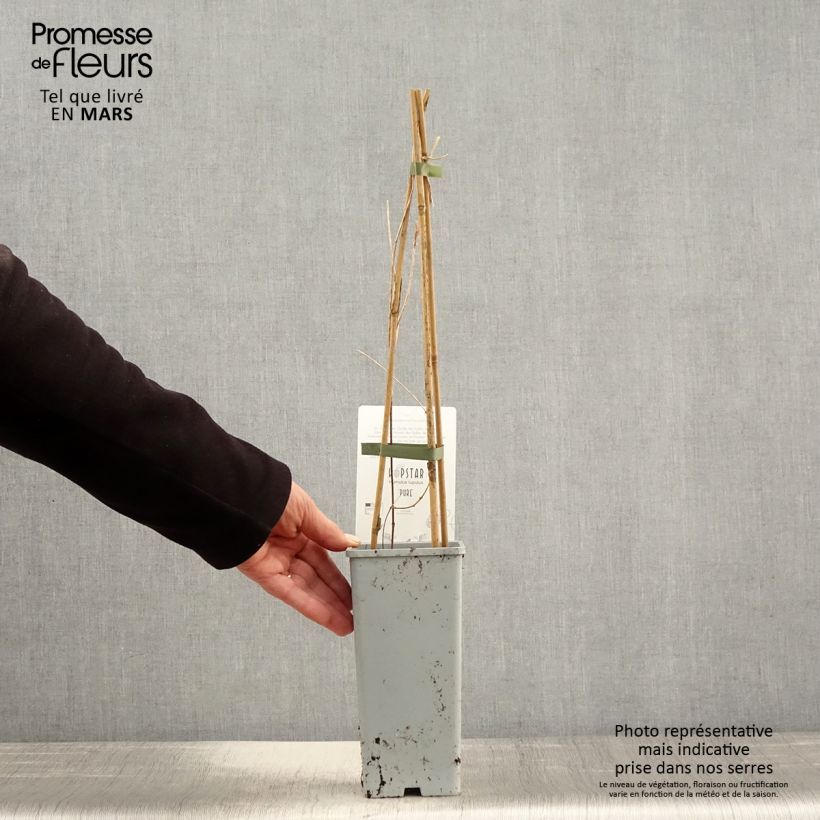 Example of Humulus lupulus Pure - Hopfen Topf mit 1,5L/2L as you get in printemps