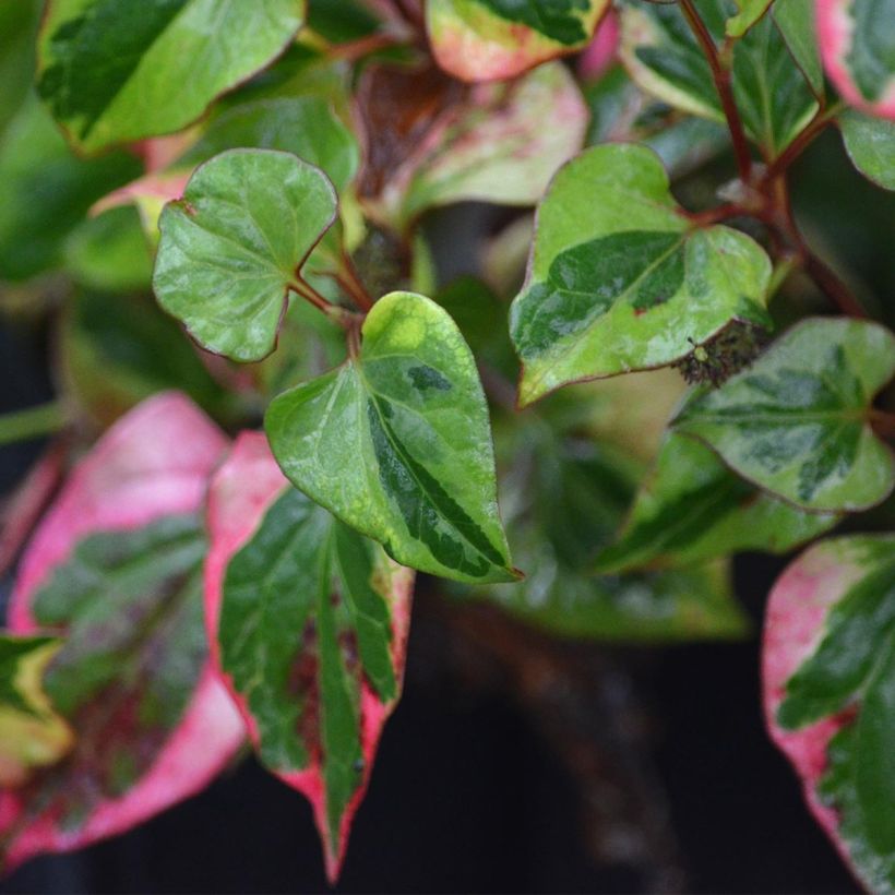 Houttuynia cordata Chameleon - Eidechsenschwanz (Laub)