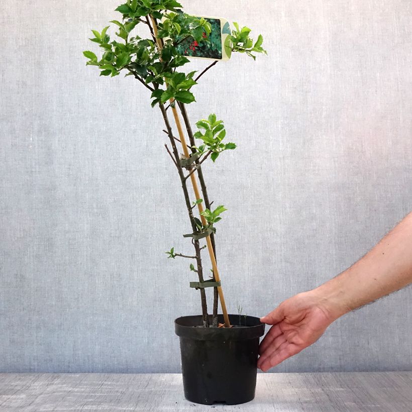 Exemplar von Stechpalme Blue princess - Ilex meserveae Topf mit 2L/3L wie im Sommer geliefert