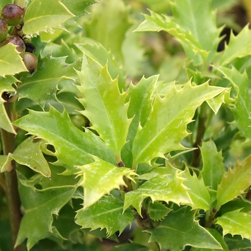 Stechpalme Magical Amoro Rosso - Ilex meserveae (Foliage)