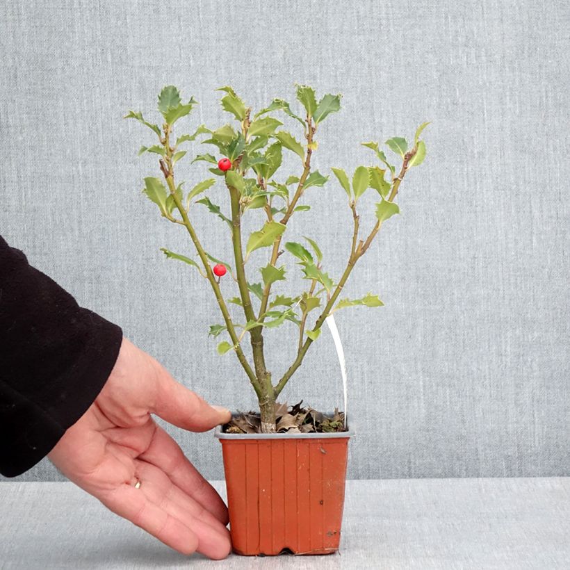 Example of Stechpalme Magical Amoro Rosso - Ilex meserveae Kleine Töpfe von 8/9 cm as you get in printemps