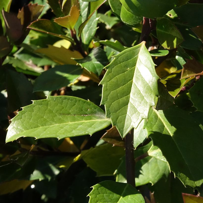 Stechpalme Heckenblau - Ilex meserveae (Laub)
