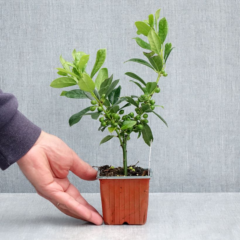 Example of Fruchtende Stechpalme JC Van Tol - Ilex aquifolium Kleine Töpfe von 8/9 cm as you get in printemps