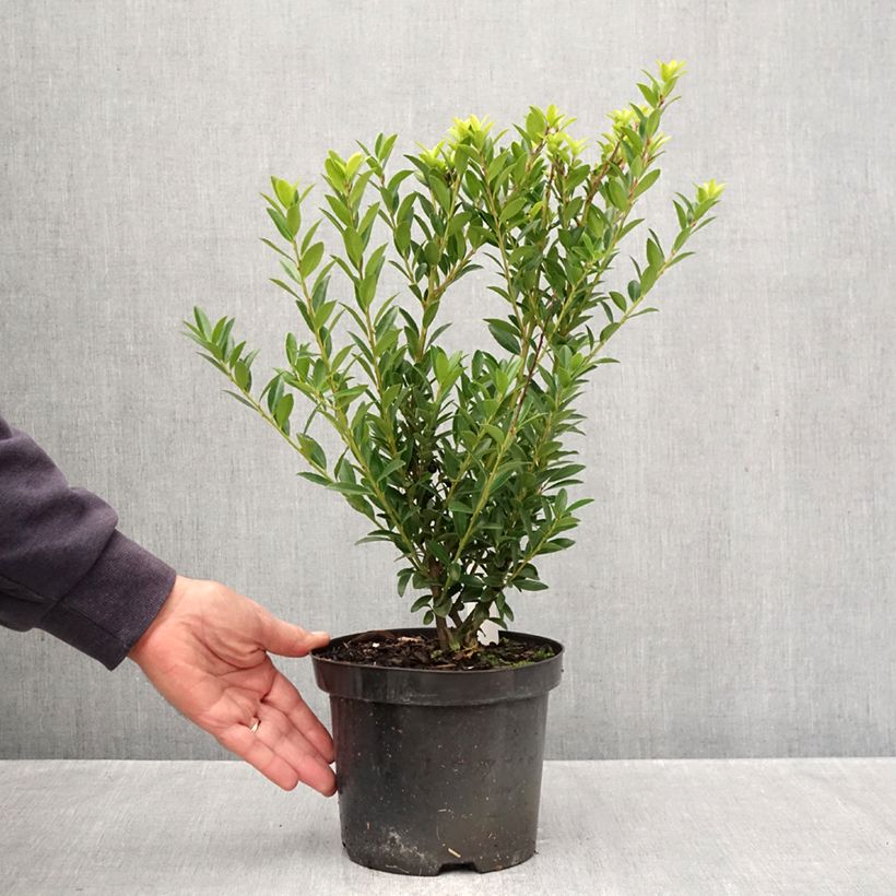 Exemplar von Japanische Stechpalme Blondie - Ilex crenata Topf mit 2L/3L wie im Herbst geliefert