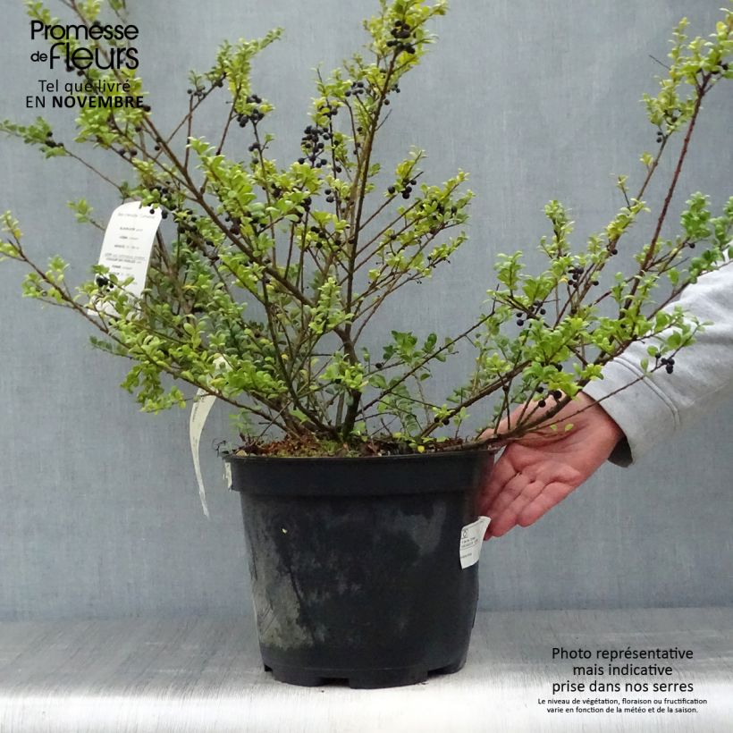 Exemplar von Japanische Stechpalme Convexa (In eine Kugel schneiden) - Ilex crenata Topf mit 7,5L/10L wie im Herbst geliefert