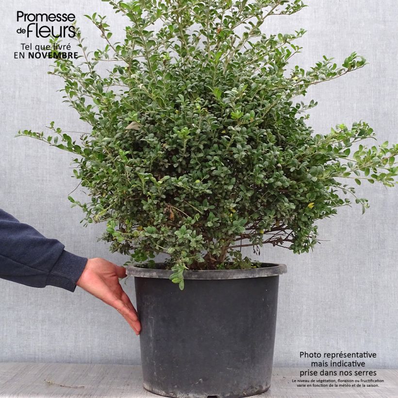 Exemplar von Japanische Stechpalme Convexa - Ilex crenata Topf mit 7,5L/10L, Kugel wie im Herbst geliefert