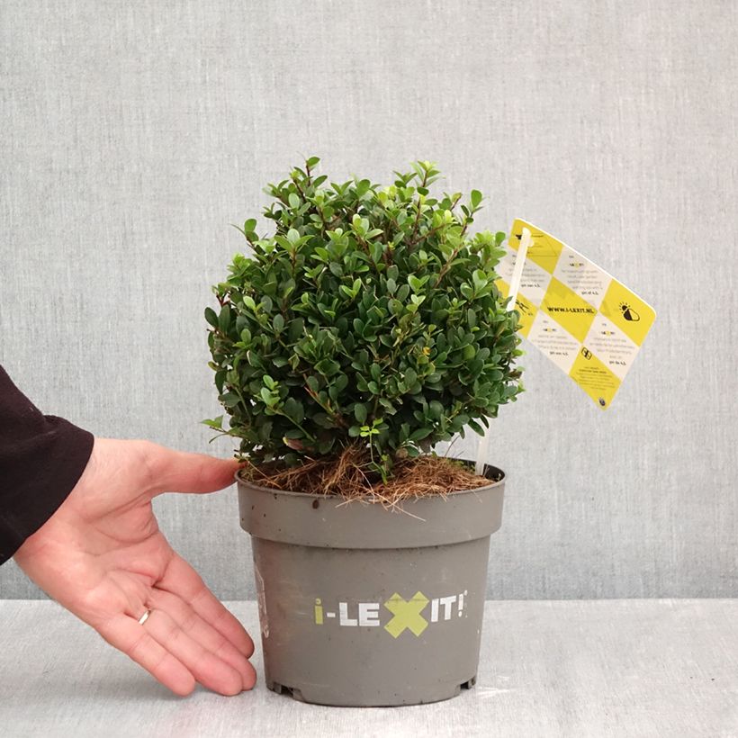Exemplar von Japanische Stechpalme Dark Green - Ilex crenata Topf mit 2L/3L, Kugel wie im Herbst geliefert