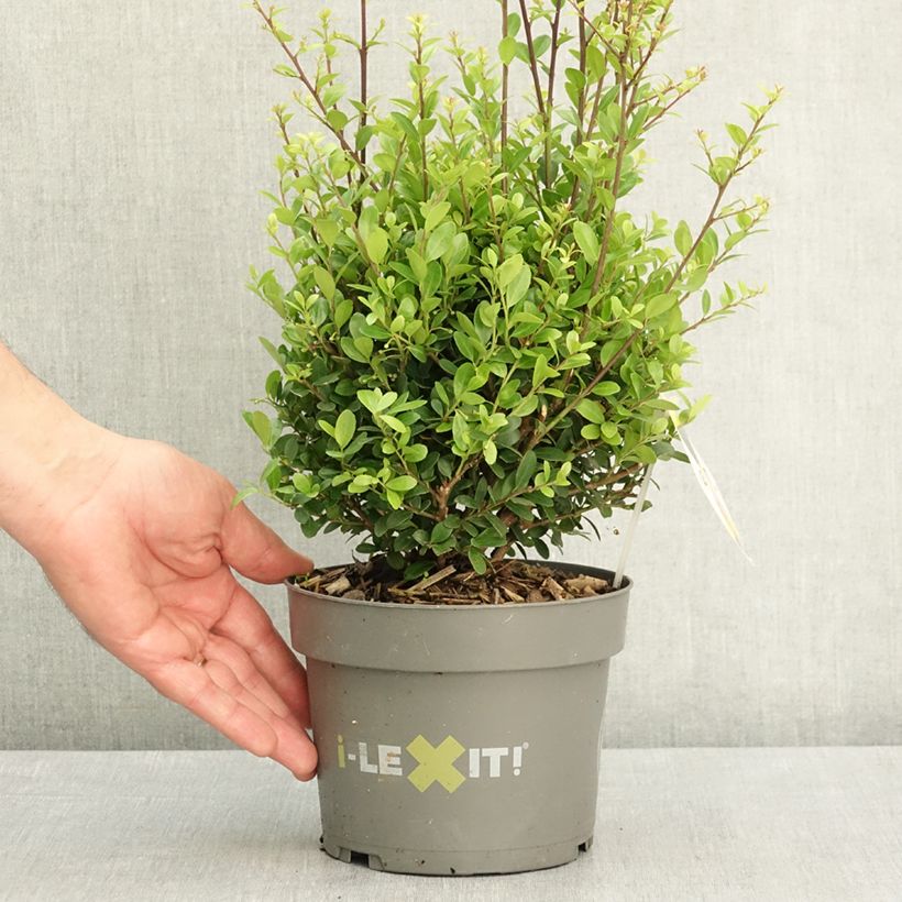 Exemplar von Japanische Stechpalme Dark Green - Ilex crenata Topf mit 2L/3L, Kugel wie im Frühjahr geliefert
