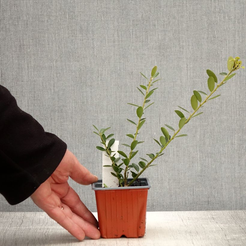 Example of Japanische Stechpalme Green Hedge - Ilex crenata Kleine Töpfe von 8/9 cm as you get in printemps