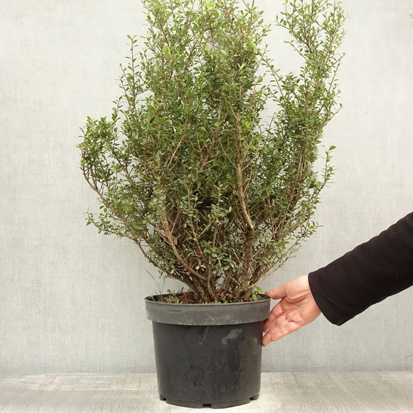 Exemplar von Houx crénelé - Ilex crenata Green Hedge Pot de 7,5L/10L wie im Herbst geliefert