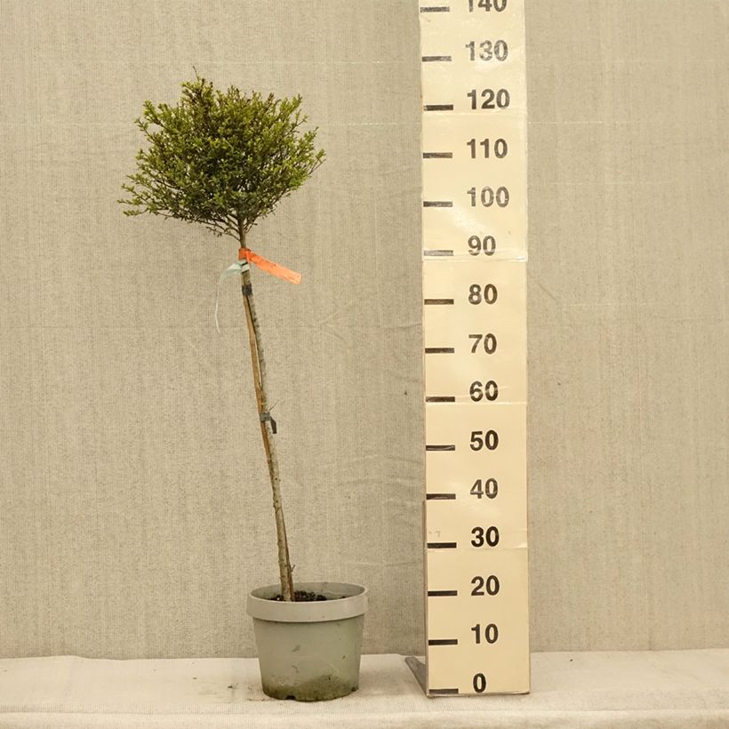 Exemplar von Japanische Stechpalme Kinme - Ilex crenata Topf mit 7,5L/10L, 1/4 Stängel wie im Herbst geliefert