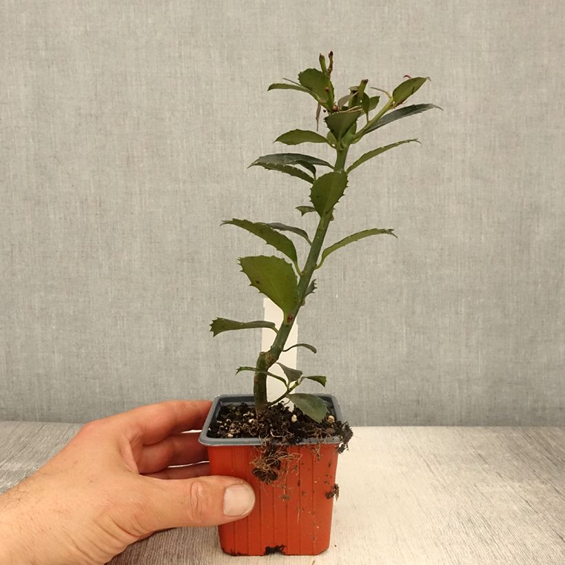 Example of Stechpalme Heckenpracht - Ilex meserveae Kleine Töpfe von 8/9 cm as you get in printemps