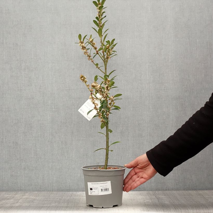 Example of Stechpalme Heckenpracht - Ilex meserveae Topf mit 2L/3L as you get in printemps