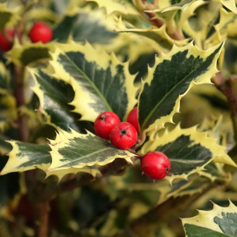 Weißbunte Stechpalme Argenteomarginata - Ilex aquifolium (Ernte)