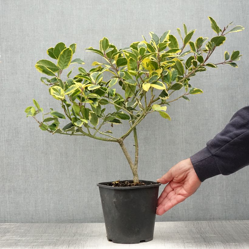 Exemplar von Großblättrige Golden King - Ilex Topf mit 2L/3L wie im Sommer geliefert
