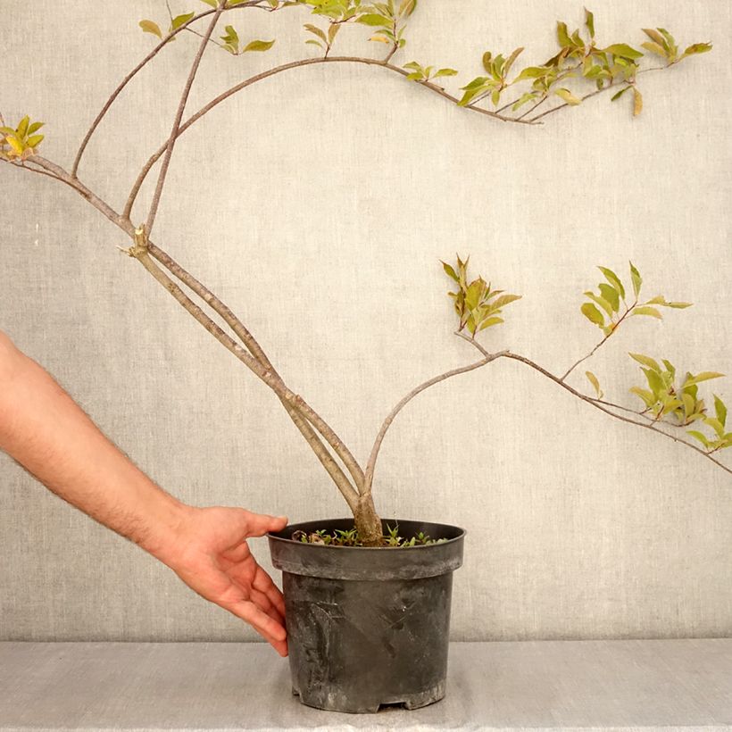 Exemplar von Ilex verticillata Oosterwijk - Korallenhülse Topf mit 4L/5L wie im Sommer geliefert