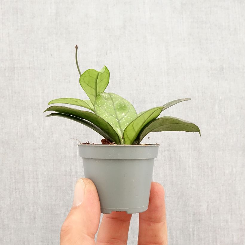 Exemplar von Hoya callistophylla Sabah - Porzellanblume Mini-Pflanze wie im Frühjahr geliefert