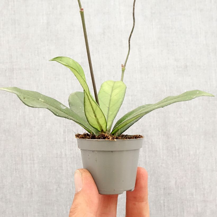 Exemplar von Hoya crassipetiolata - Porzellanblume Mini-Pflanze wie im Frühjahr geliefert