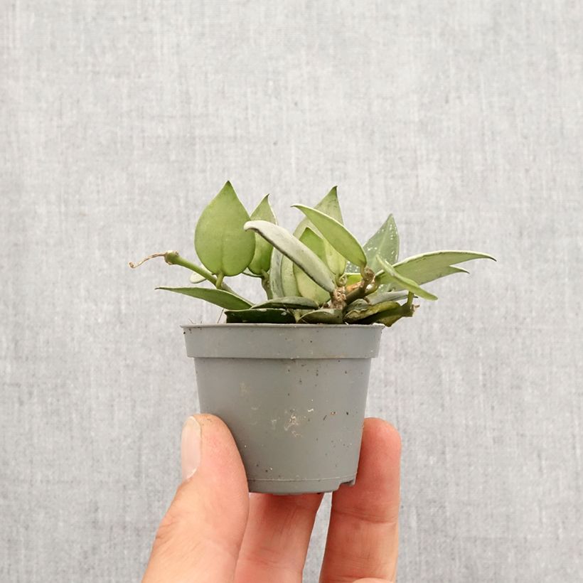 Example of Hoya Eskimo - Porzellanblume Mini-Pflanze as you get in printemps