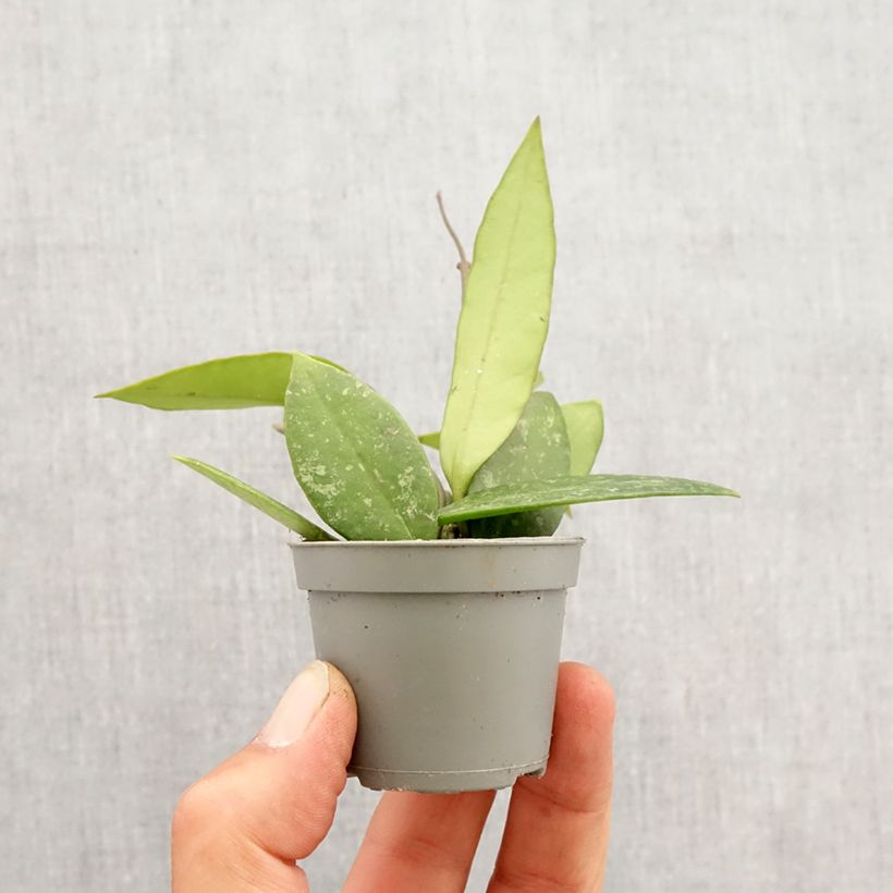 Exemplar von Hoya gracilis - Porzellanblume Mini-Pflanze wie im Frühjahr geliefert