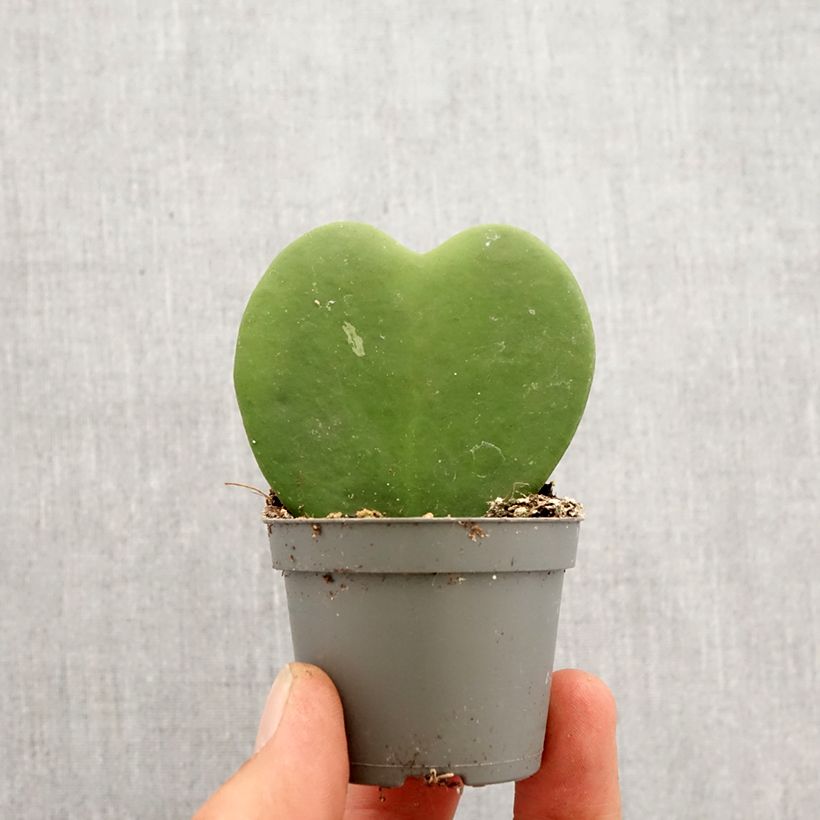 Exemplar von Hoya kerrii - Herzblatt-Pflanze Mini-Pflanze wie im Frühjahr geliefert