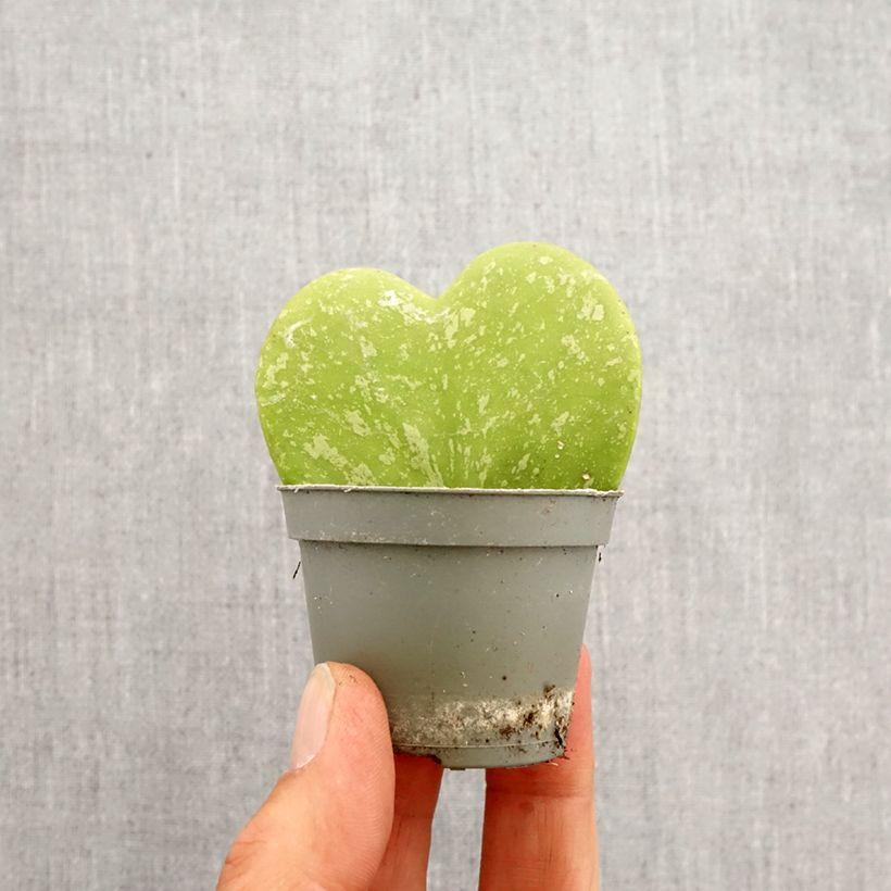 Exemplar von Hoya kerrii Splash - Herzblatt-Pflanze Mini-Pflanze wie im Frühjahr geliefert