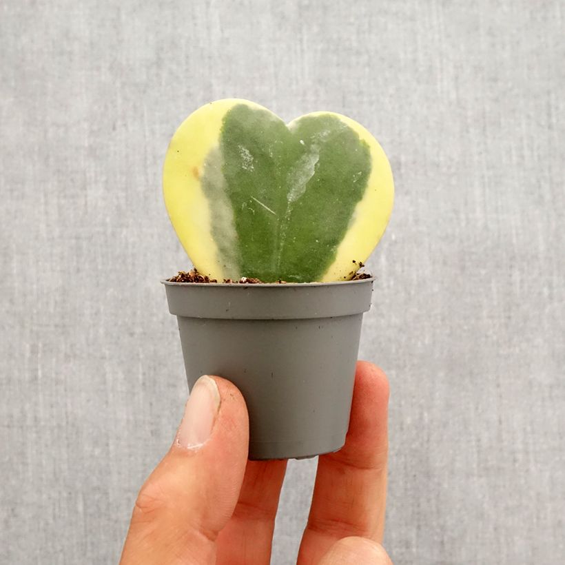 Exemplar von Hoya kerrii Variegata - Herzblatt-Pflanze Mini-Pflanze wie im Frühjahr geliefert