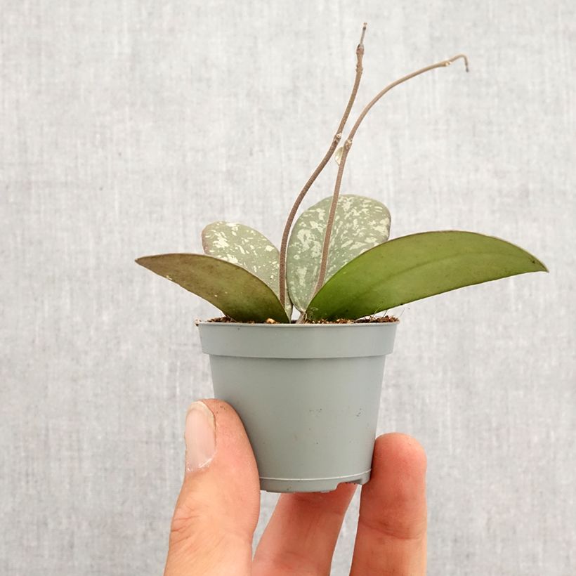 Exemplar von Hoya sigillatis - Porzellanblume Mini-Pflanze wie im Frühjahr geliefert