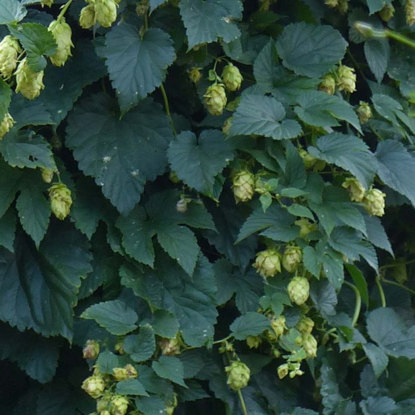 Humulus lupulus - Hopfen (Foliage)