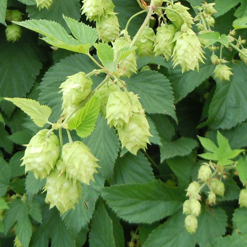 Humulus lupulus - Hopfen (Flowering)