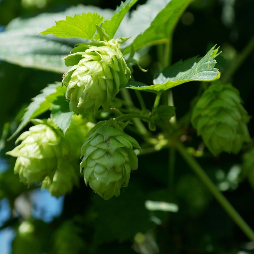 Hopfen Magnum - Humulus lupulus (Flowering)