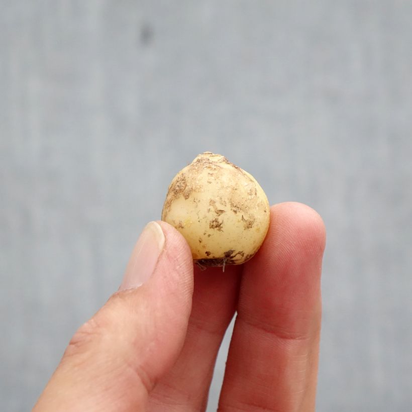 Exemplar von Hyacinthoides non-scripta Alba - Atlantische Hasenglöckchen Zwiebel Kaliber/Größe 7+ wie im Herbst geliefert