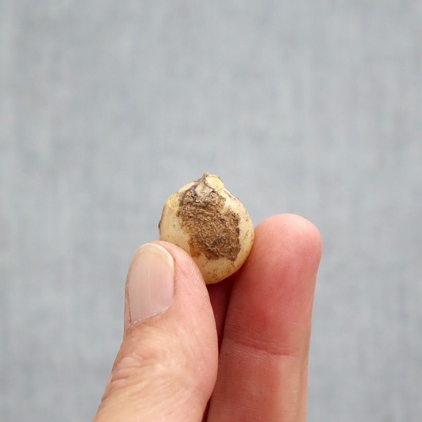 Exemplar von Hyacinthoides non-scripta Rosea - Atlantische Hasenglöckchen Zwiebel Kaliber/Größe 7+ wie im Herbst geliefert