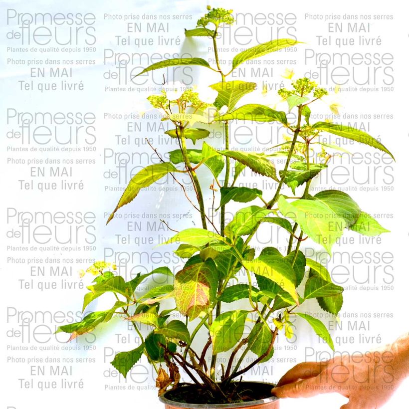 Beispiel eines Exemplars von Hydrangea macrophylla Dolce Kiss - Bauernhortensie Topf mit 2L/3L, Strauch wie geliefert