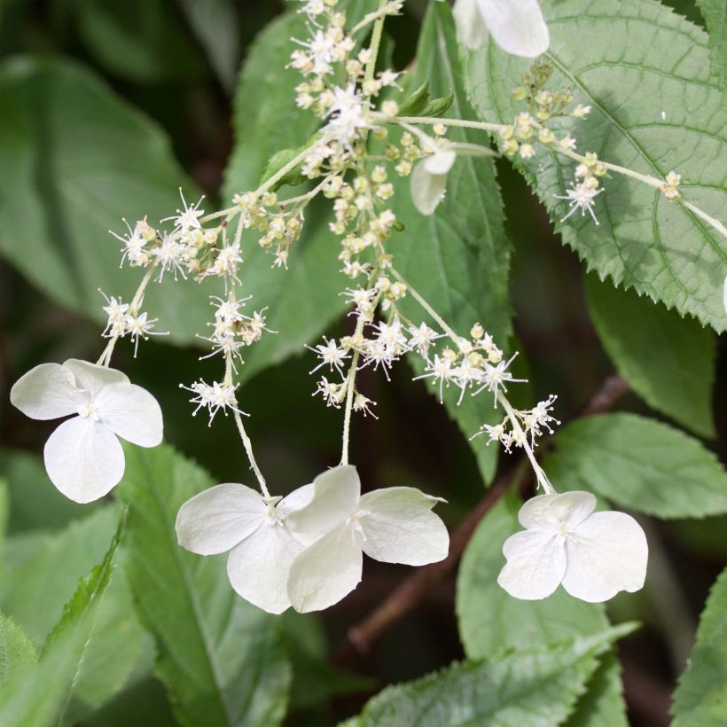 Hydrangea heteromalla - Chinesische Hortensie (Flowering)