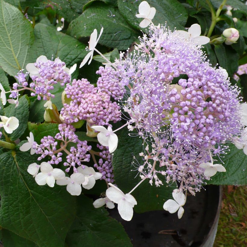 Hydrangea involucrata Late Love - Hüllblatt-Hortensie (Flowering)